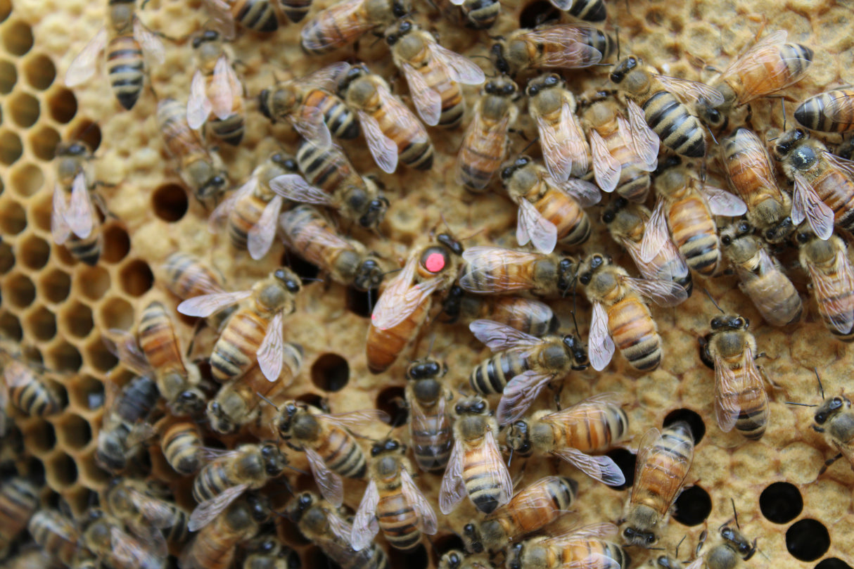 Italian Queens (2026) Dates and Prices TBD