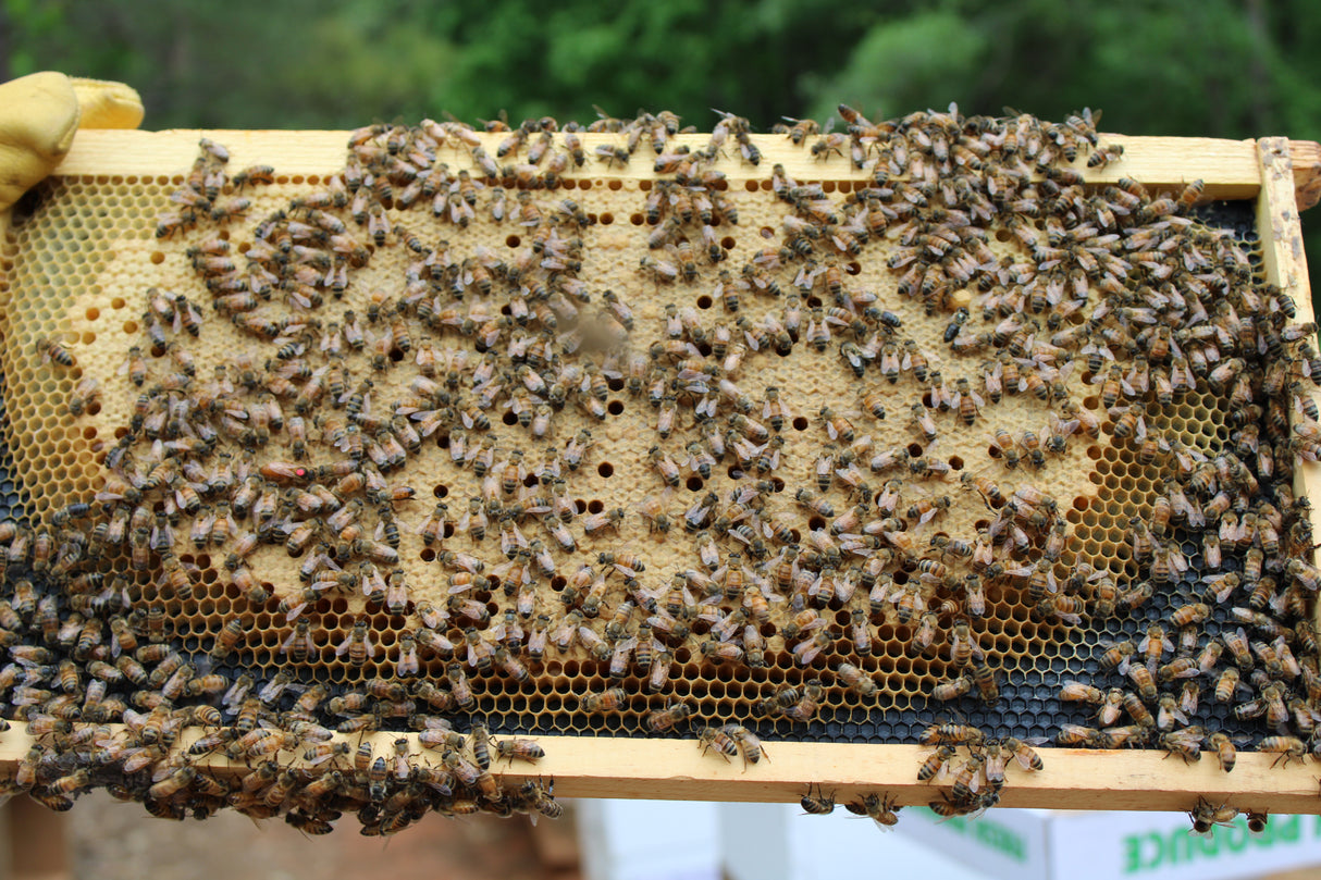 Italian Queens (2026) Dates and Prices TBD