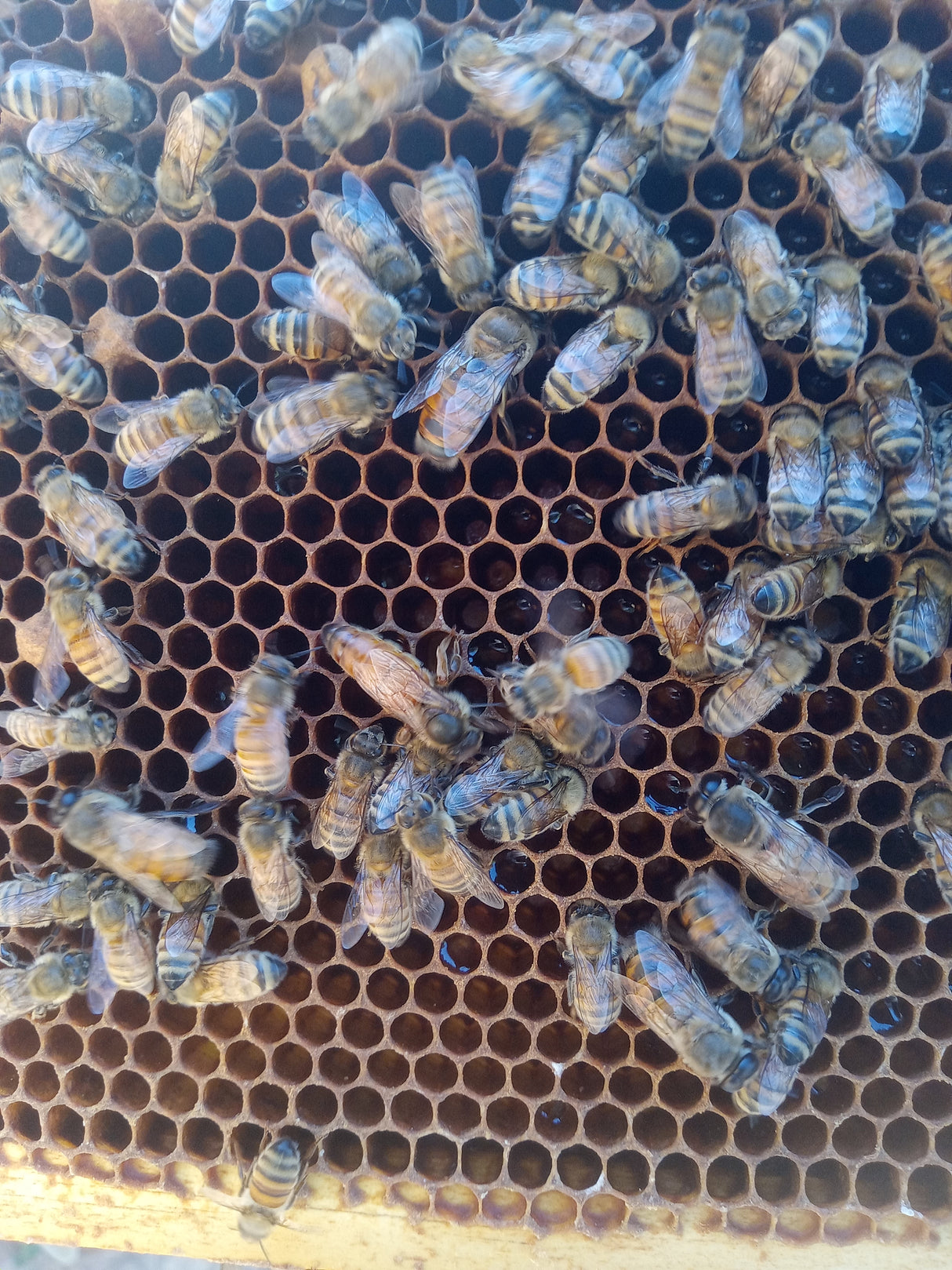 5 Frame Nuc Italian (2026) Total $250