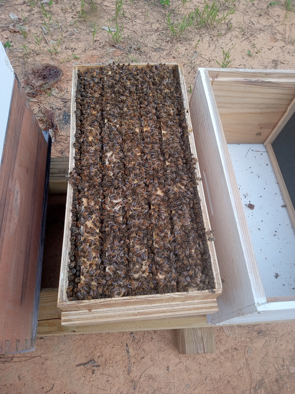 5 Frame Nuc Italian (2026) Total $250