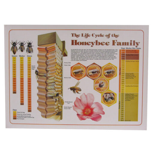 Wall Poster- Life Cycle of a Honeybee